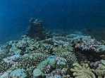 黄岩岛珊瑚礁：生态繁荣的海洋明珠