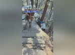 手机成祸首：男子爬山玩手机遭马撞下山坡